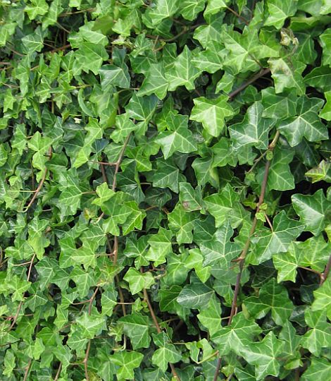 Hedera helix 'Hibernica'